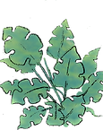 plantesanspot.png